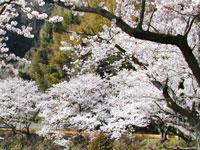 五条の千本桜の画像