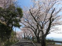 五条の千本桜の画像18