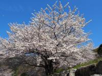 オレンジロードの桜の画像11