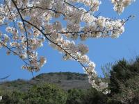 オレンジロードの桜の画像18
