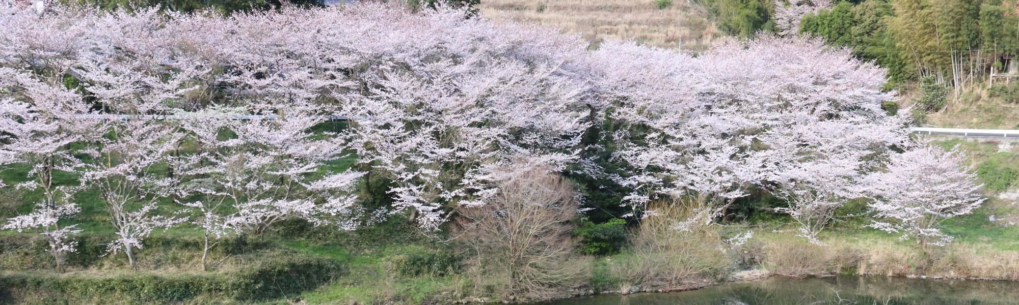 屋代ダムの桜の画像