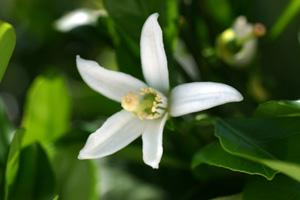 町花「みかんの花」の画像
