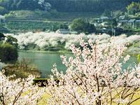 屋代ダムの画像