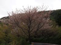 五条の千本桜の画像1