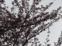 五条の千本桜の画像2