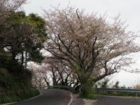 五条の千本桜の画像3