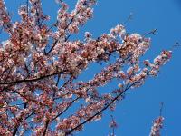 五条の千本桜の画像5