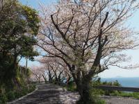 五条の千本桜の画像6