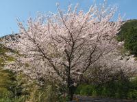 五条の千本桜の画像7