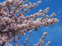 五条の千本桜の画像8