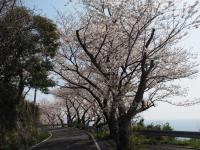 五条の千本桜の画像9