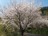 五条の千本桜の画像10