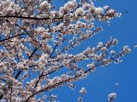 五条の千本桜の画像11