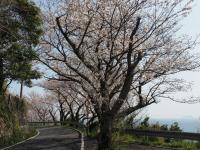 五条の千本桜の画像12