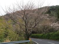 五条の千本桜の画像13