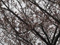 五条の千本桜の画像14