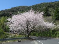 五条の千本桜の画像16