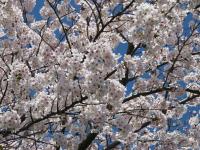 五条の千本桜の画像17