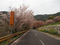 オレンジロードの桜の画像1