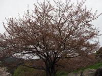 オレンジロードの桜の画像2
