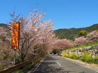オレンジロードの桜の画像4