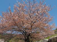 オレンジロードの桜の画像5