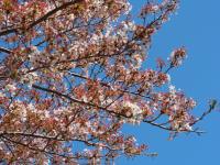 オレンジロードの桜の画像6