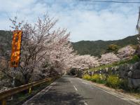 オレンジロードの桜の画像7