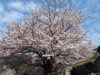 オレンジロードの桜の画像8