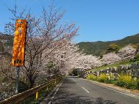 オレンジロードの桜の画像10