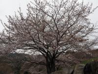 オレンジロードの桜の画像14