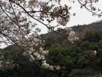 オレンジロードの桜の画像15