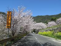 オレンジロードの桜の画像16