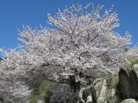 オレンジロードの桜の画像17