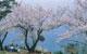 五条の千本桜の画像