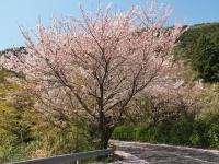 五条の千本桜の画像4
