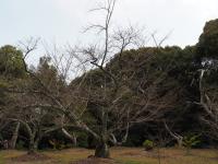 2024年3月22日八田山公園2