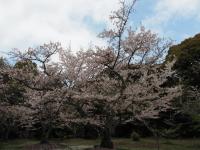 2024年4月9日八田山公園2