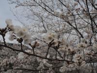 0401　屋代ダム3