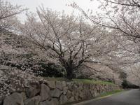 0401　オレンジロード1