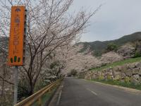 0401　オレンジロード2