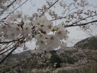 0401　オレンジロード3