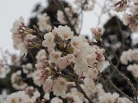 0401　帯石観音3