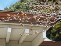 0326　帯石観音3