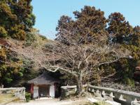 0326　帯石観音2