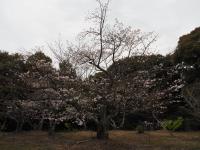 0401　八田山1