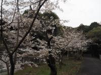 0401　八田山2