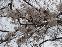 0401　瀬戸公園3