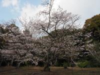 0403　八田山1