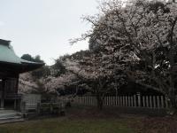 0403　八田山2